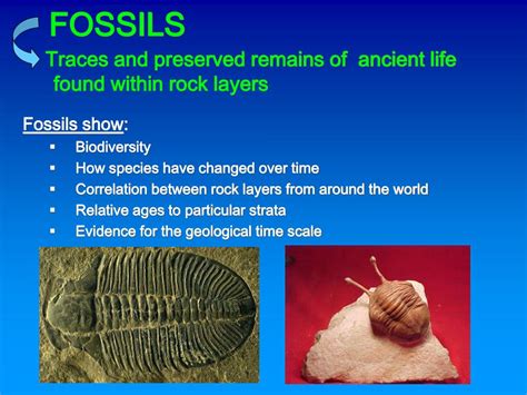relative dating in fossils meaning
